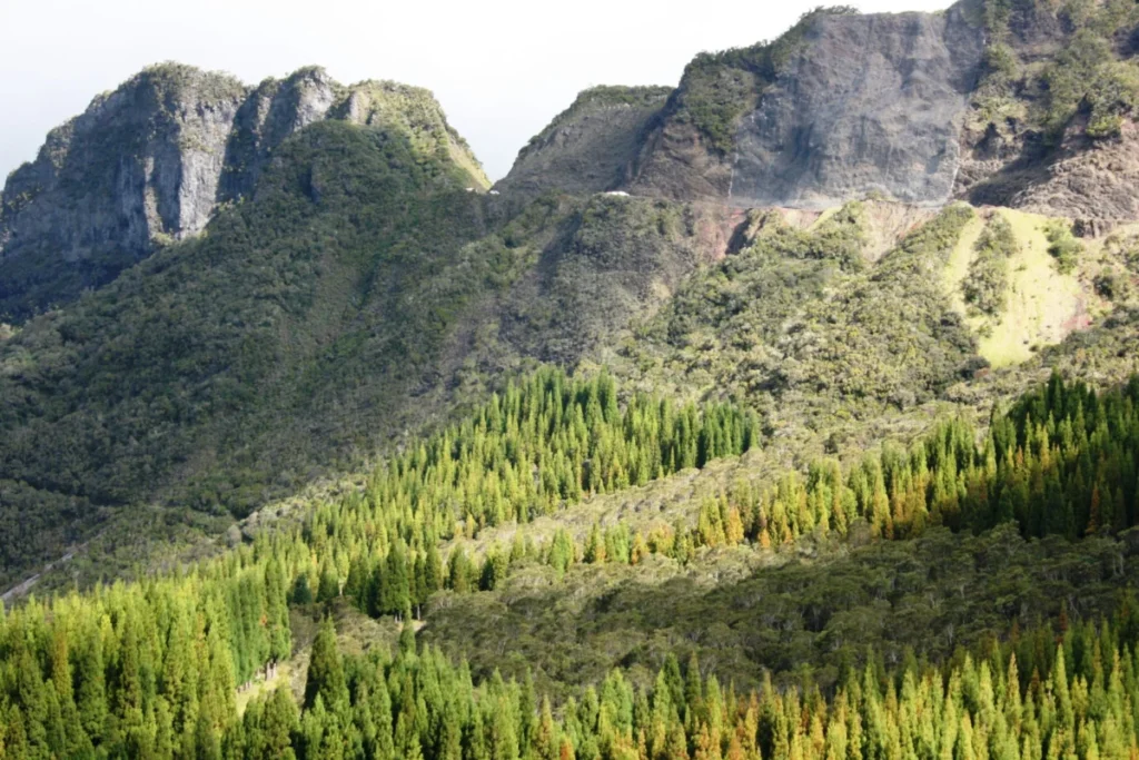 Col des Bœufs à La Réunion
