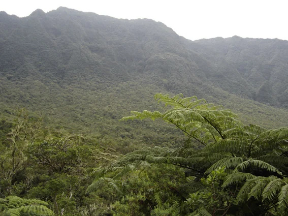 Forêt de Bébour à La Réunion