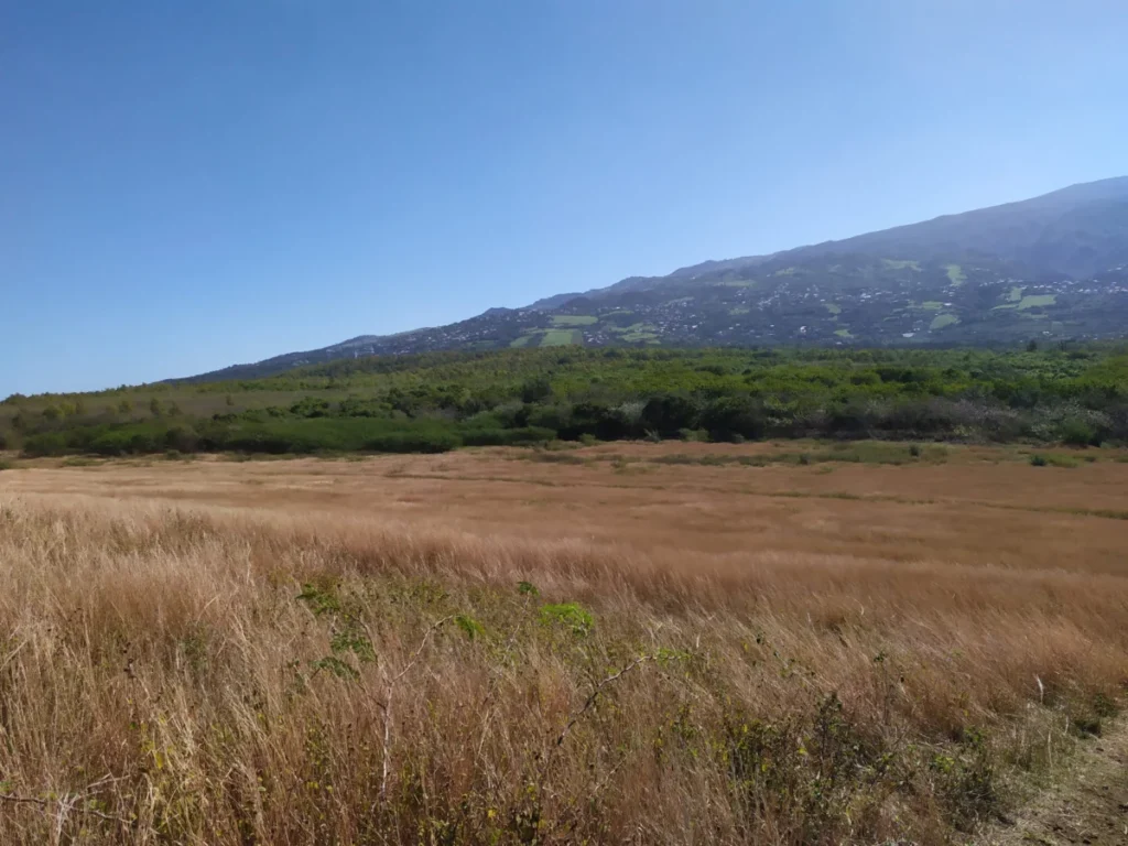 Forêt de l’Étang-Salé à La Réunion