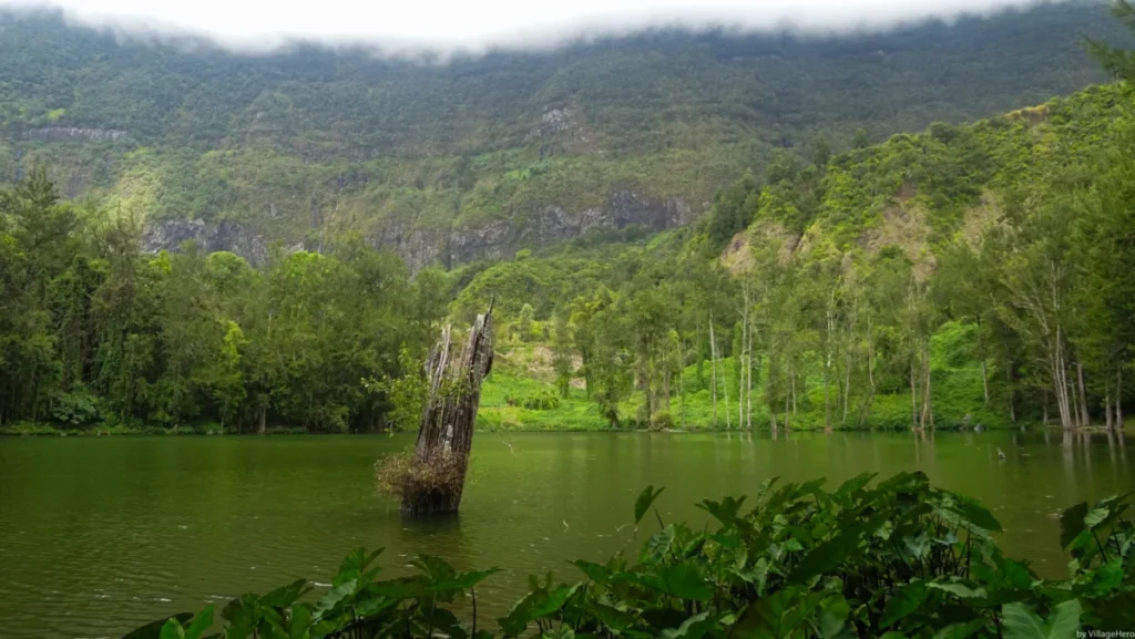 Mare à Poule d’Eau à La Réunion