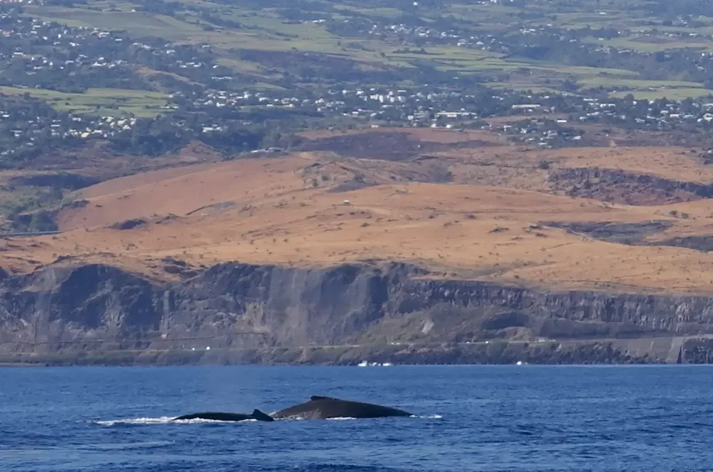 Savane du Cap La Houssaye à La Réunion